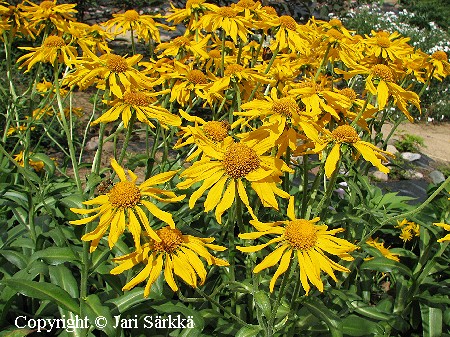  Helenium hoopesii 